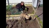 A mackó segít kertészkedés