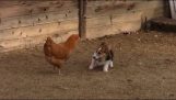 Hund gegen Huhn