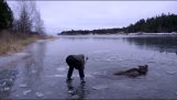 Rescatar a un alce desde el lago congelado