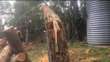 Teknik, en skovhugger direkte fald i en træ