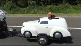 The dog has his own car