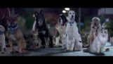 Реклама за лечение на животни от организацията в Син кръст