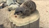 De Meerkat deelt niet zijn voedsel