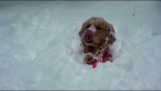 Σκύλοι στο χιόνι