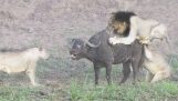 Løve angreb i bøfler med uventet afslutning