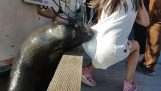 Seal wirft ein kleines Mädchen im Wasser