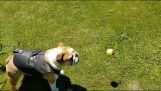 Evighed af hund spil
