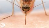 Jak komáři využívající 6 jehel sát naši krev