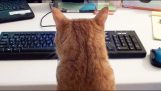 تعمل على الكمبيوتر في الشركة من القط