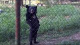 The bear that walks on two legs