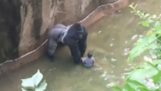 Et lille barn falder i kabinettet fra en gorilla i Zoo