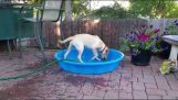 Ο σκύλος προσπαθεί να γεμίσει την πισίνα του