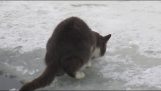 猫は氷の下で釣りをされています