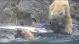 माँ भालू पर बचाव मिशन