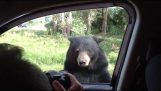 A bear akarta autóval