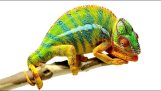 Yllättävää chameleons