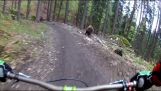 騎自行車VS熊