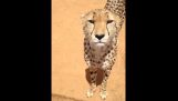 Cheetah Meow