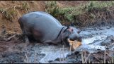 Hipopótamo rescata y mata un antílope