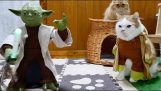 Kissat koulutettu Jedi