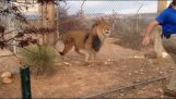 Ne regardez jamais un lion qui a effrayé