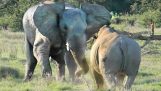 Elefant gegen Nashorn