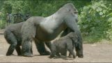 O gorila macho proteger sua família