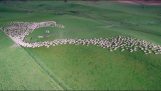 Grasende Schafe von oben