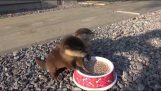 Voeding pasgeboren twee otters
