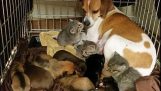 Cão adota três gatinhos órfãos