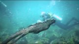 海鬣蜥