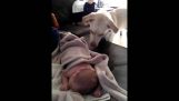 The dog covered in baby