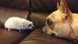 Quando i cani incontrano altri animali