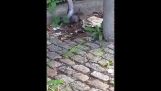 Rat vs. Duif in Williamsburg, Nieuw