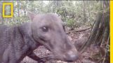 Sehen Sie eine extrem seltene Jungle Dog | Nationalgeographisch