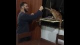 Boxing with cat