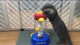 Otter se joace cu jucării educaționale