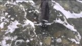 Koira säästää vauva Dolphin Criccieth rannalla