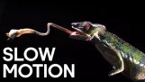 Dodelijke dierlijke aanvallen in Slow Motion