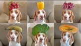 100フルーツ & 犬の頭の上の野菜