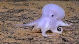 Octopus fantasmas encontrado escondido debaixo do mar