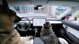 Hund Betrieb in Tesla Autos