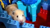 Bir hamster için engellerin Takip
