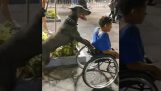 Собака помогает инвалидам владельца
