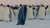 Harvinaisin pingviini maailmassa