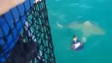Sailor рятує акулу
