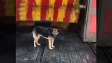 Pies znalazł idealny sposób na struganego