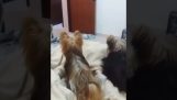 Dos perros pierden su jefe