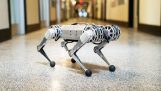 Мини Cheetah: робот в MIT делает кульбиты обозленный