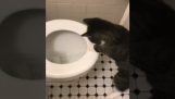 Mačka útočí na vodu